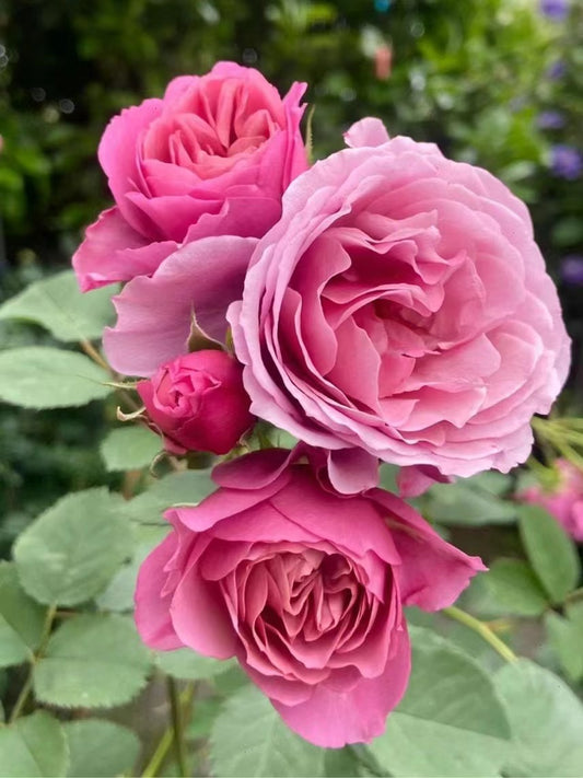 Rosa 【Aoi|あおい】 - OwnRoot LIve Plant | Japanese Rare Floribunda Rose| Vintage| Heat Resistant |葵 | Elegant| Prolific blooming| Easy to Grow