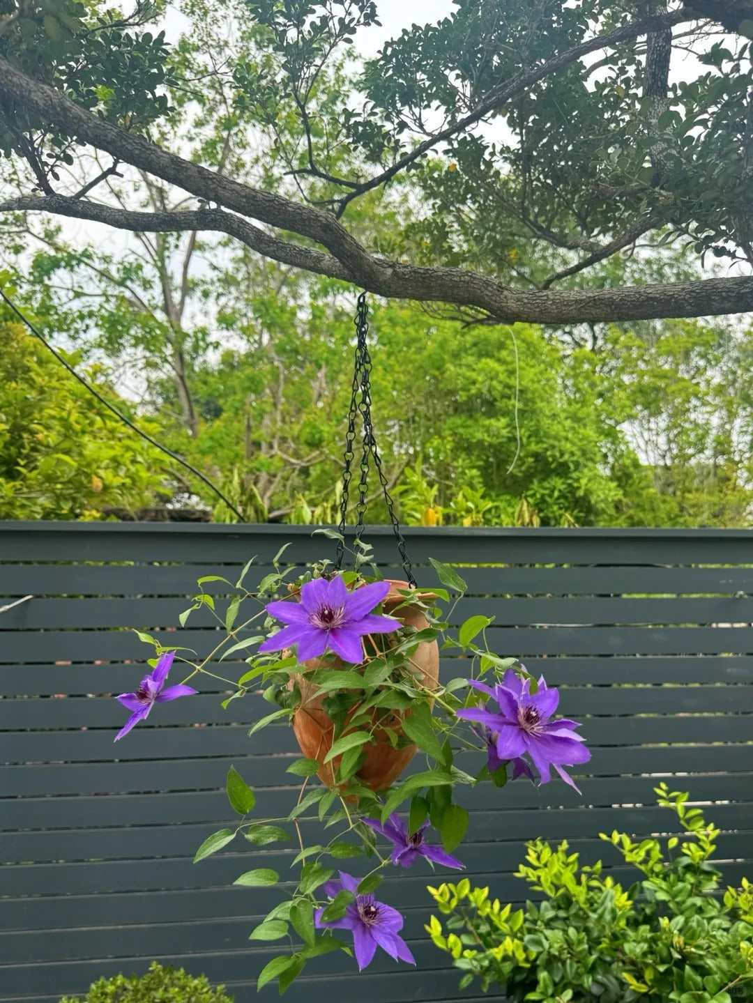 Clematis【Parisienne】 巴黎风情