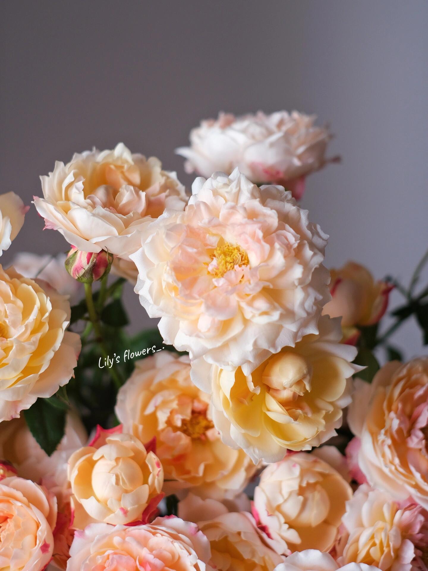 Rose 【Princess Suki| シャンスポム】Striped flower| Repeat flower | 苏琪公主-La Chance|Globularance | Less Thorns- 1.5 Gal