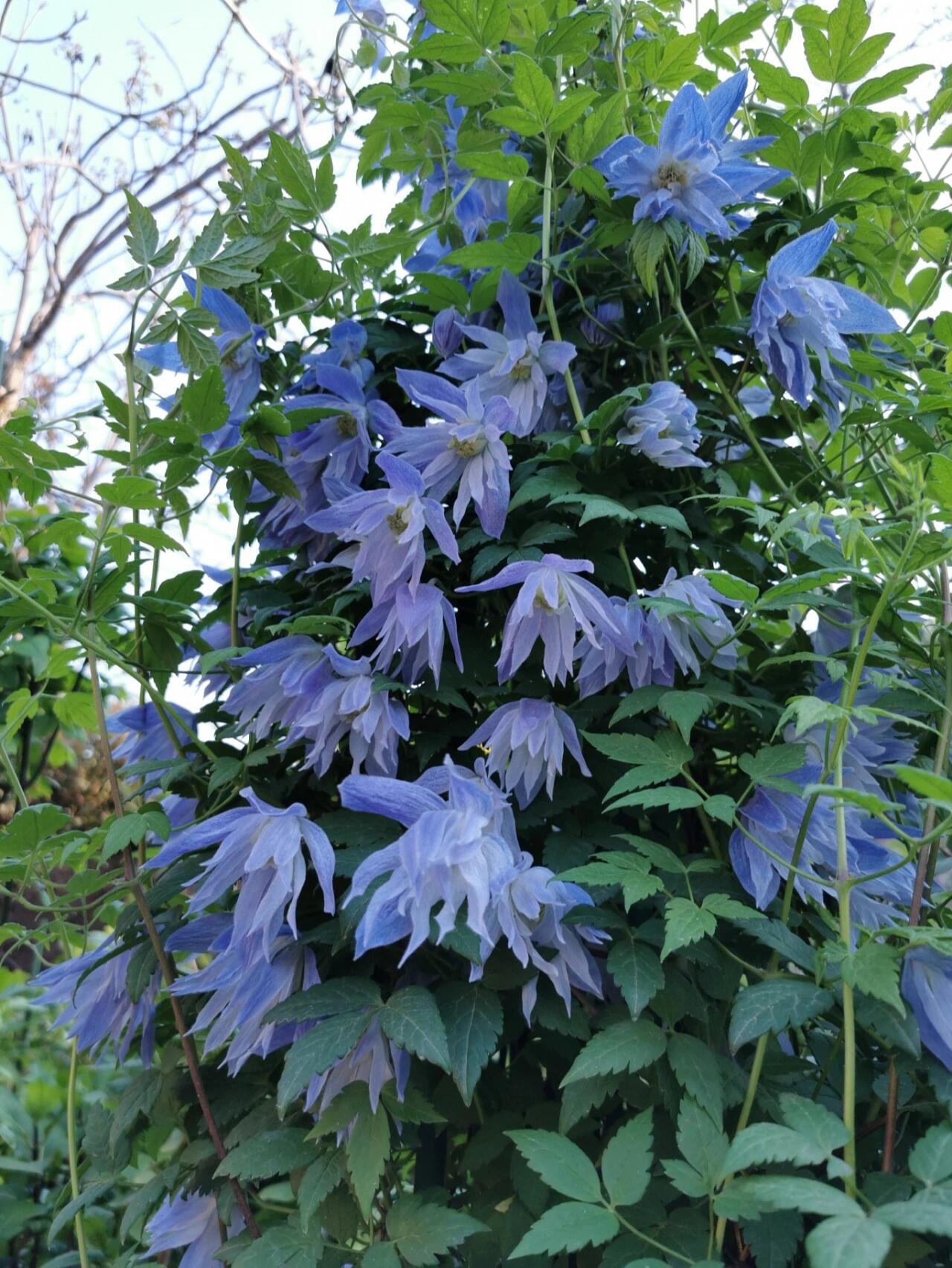 Rare Clematis【Maidwell Hall】- 12P LivePlant|梅德维尔|Fairy Dress|Cold-hardy|