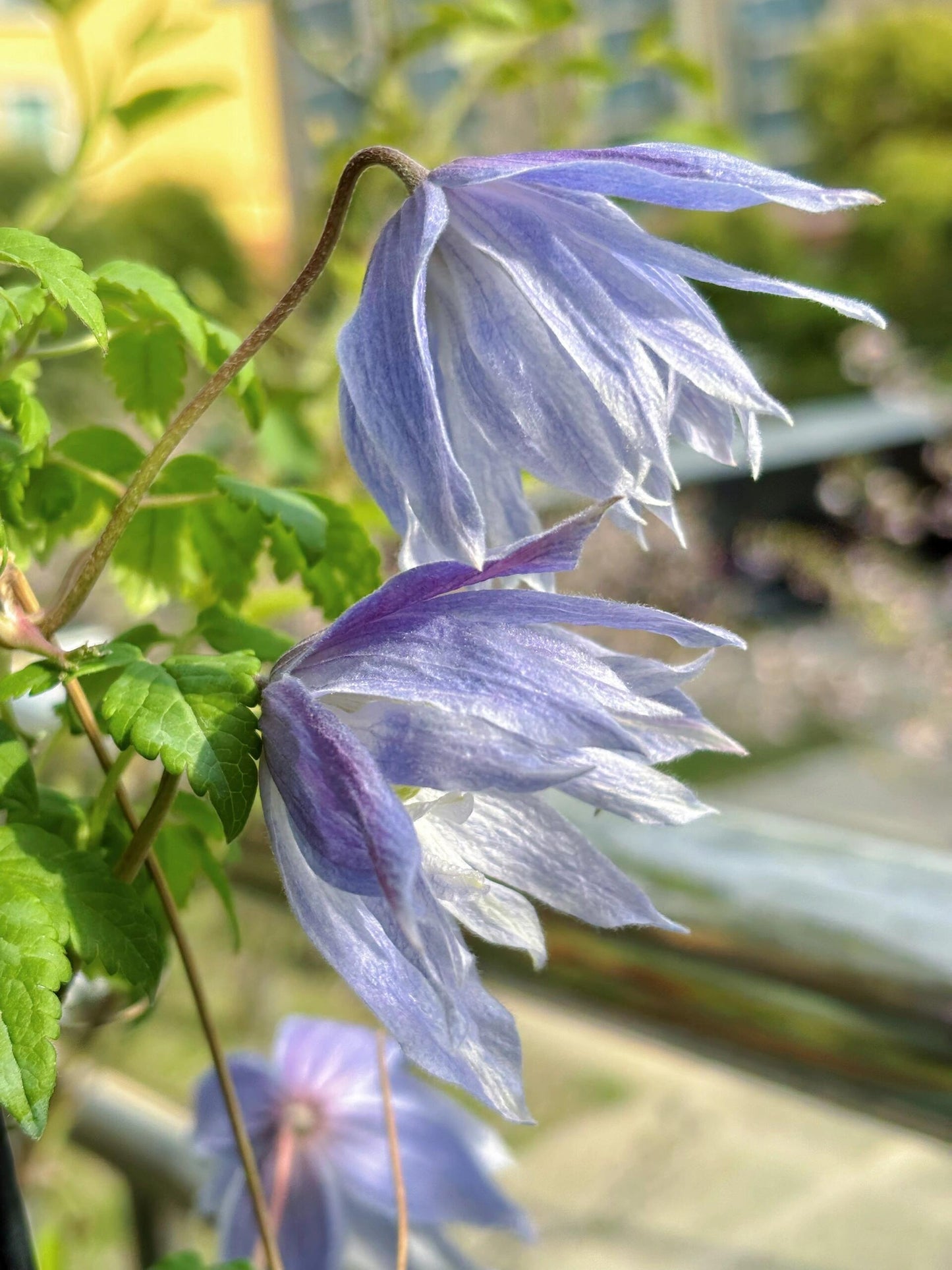 Rare Clematis【Maidwell Hall】- 12P LivePlant|梅德维尔|Fairy Dress|Cold-hardy|