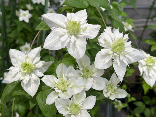 Rare Clematis【Pluvia Imprint】- 9p Liveplant|雨的印记|New Variety 2024|US Exclusive|Long blooming period| Early Large Bloom| Easy to Grow Vine