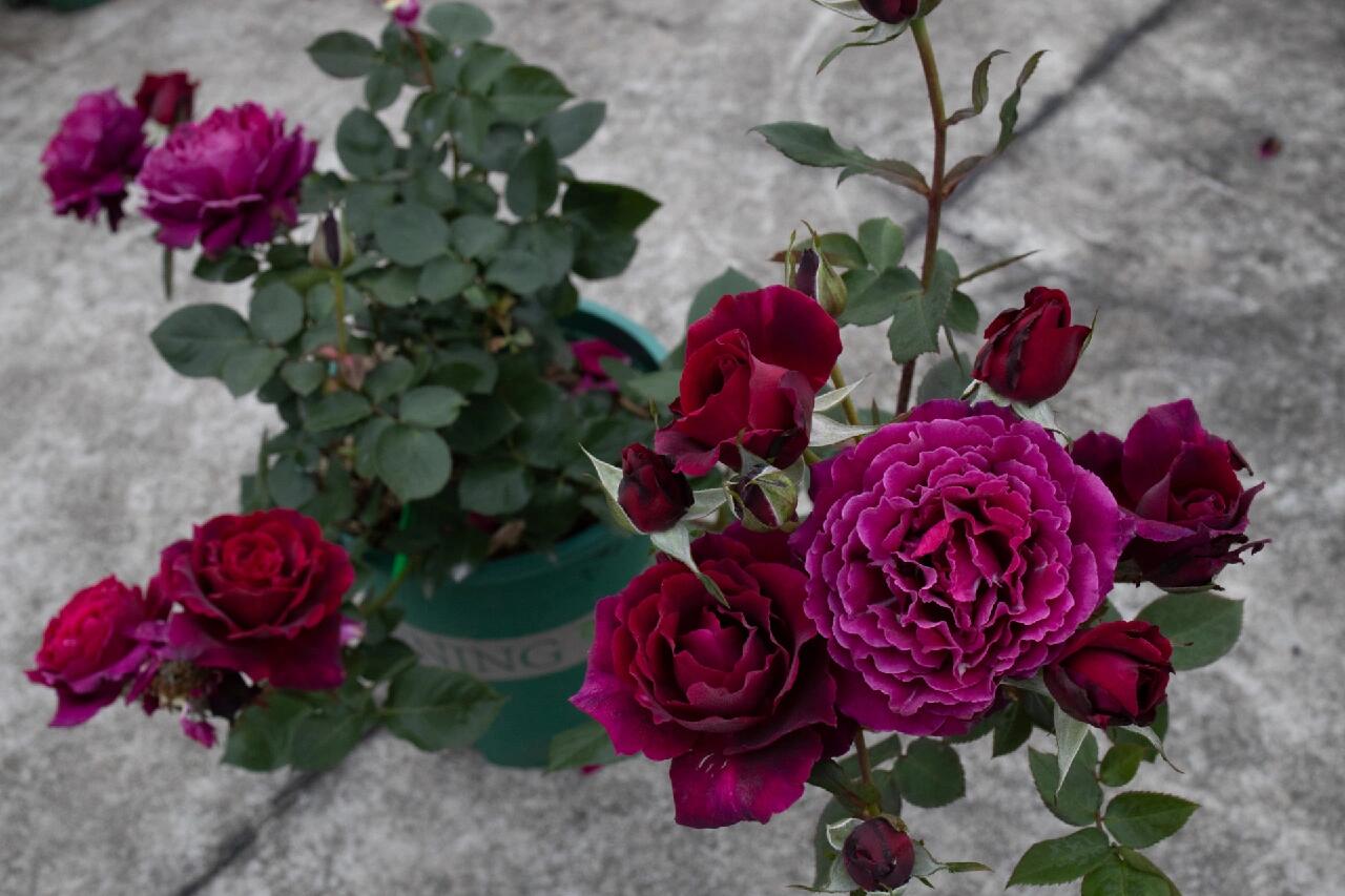 ローズ【コリーヌ・ルージュ】 赤い丘】-OwnRoot LivePlant|天家胭脂/红丘|コリーヌルージュ|ベルベット|耐熱性|雨に強い|長い蛍光|エバーブルーマー