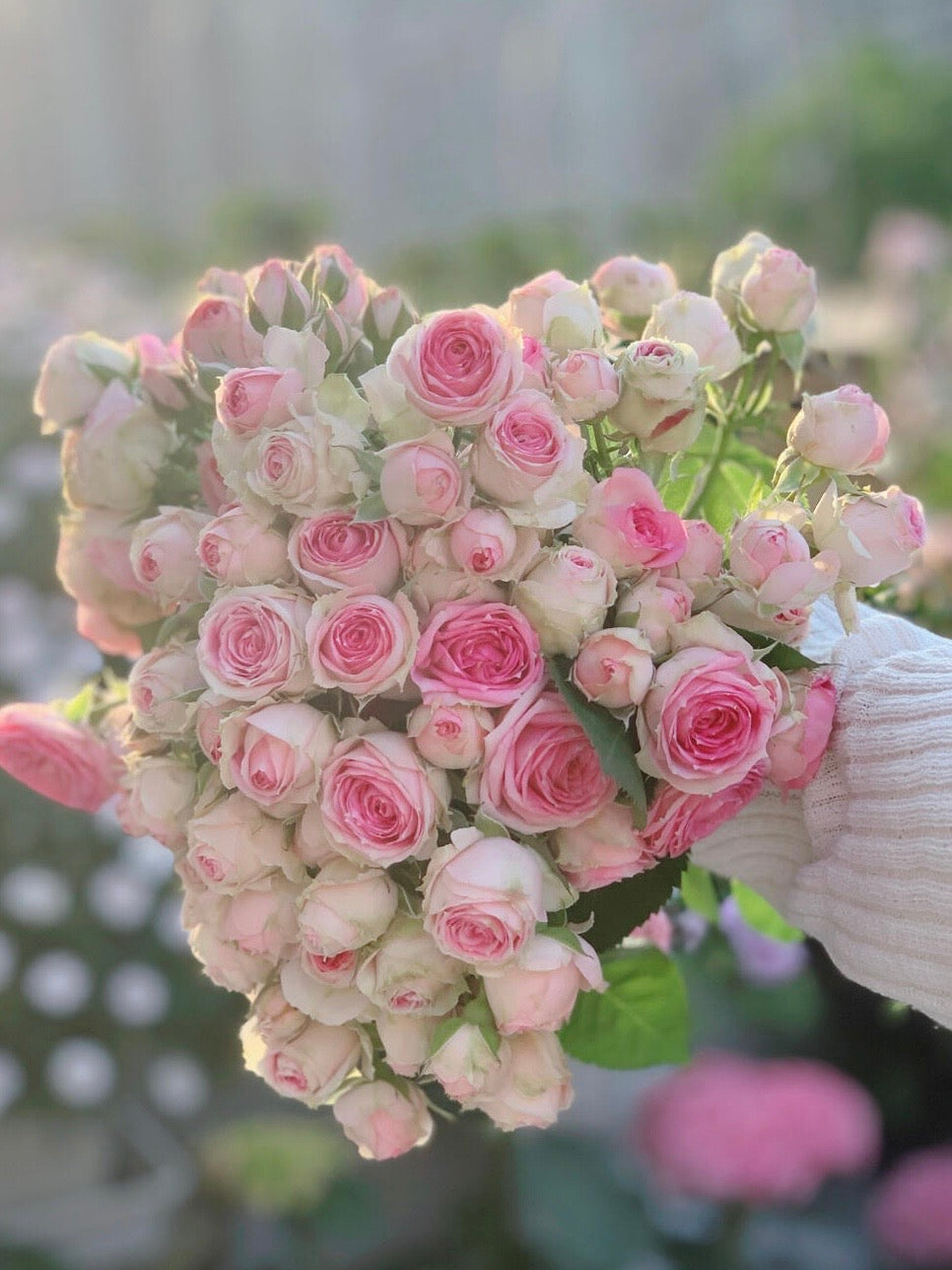 Prolific Rose【Super Sensation】- 2 Gal OwnRoot LivePlant|粉多头/ 超感|Cute Pink Blossom Thicket