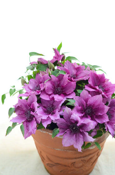 Dwarf Clematis【Luiza|ルイーザ】-LivePlant|路易莎|Patio Clematis Large Flower| Tudor Patio| Easy to Grow| Fast Growth| Long Blooming Period| balcony-friendl