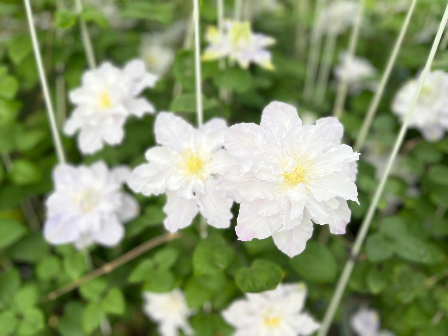 Clematis【Veronica's choice】- LivePlant|维罗妮卡的选择|Fairy Double Clematis|Gradient