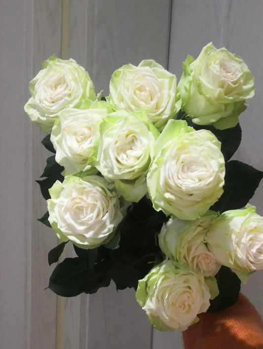 Rose【Wakana|わかな】-1.5Gal OwnRoot LivePlant|Adorable Green Rose|若菜|木村卓功| Cut Flowers| Extended vase life| Wavy Floral Lace| Gradient