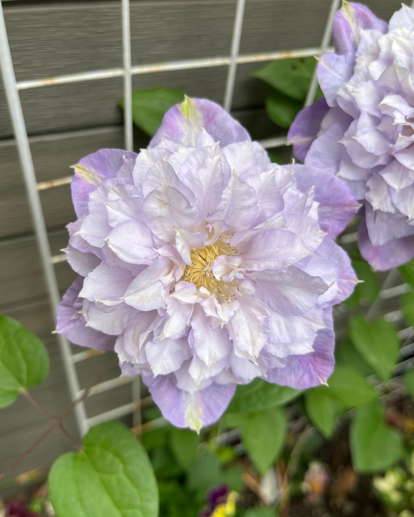 Clematis【Veronica's choice】- LivePlant|维罗妮卡的选择|Fairy Double Clematis|Gradient