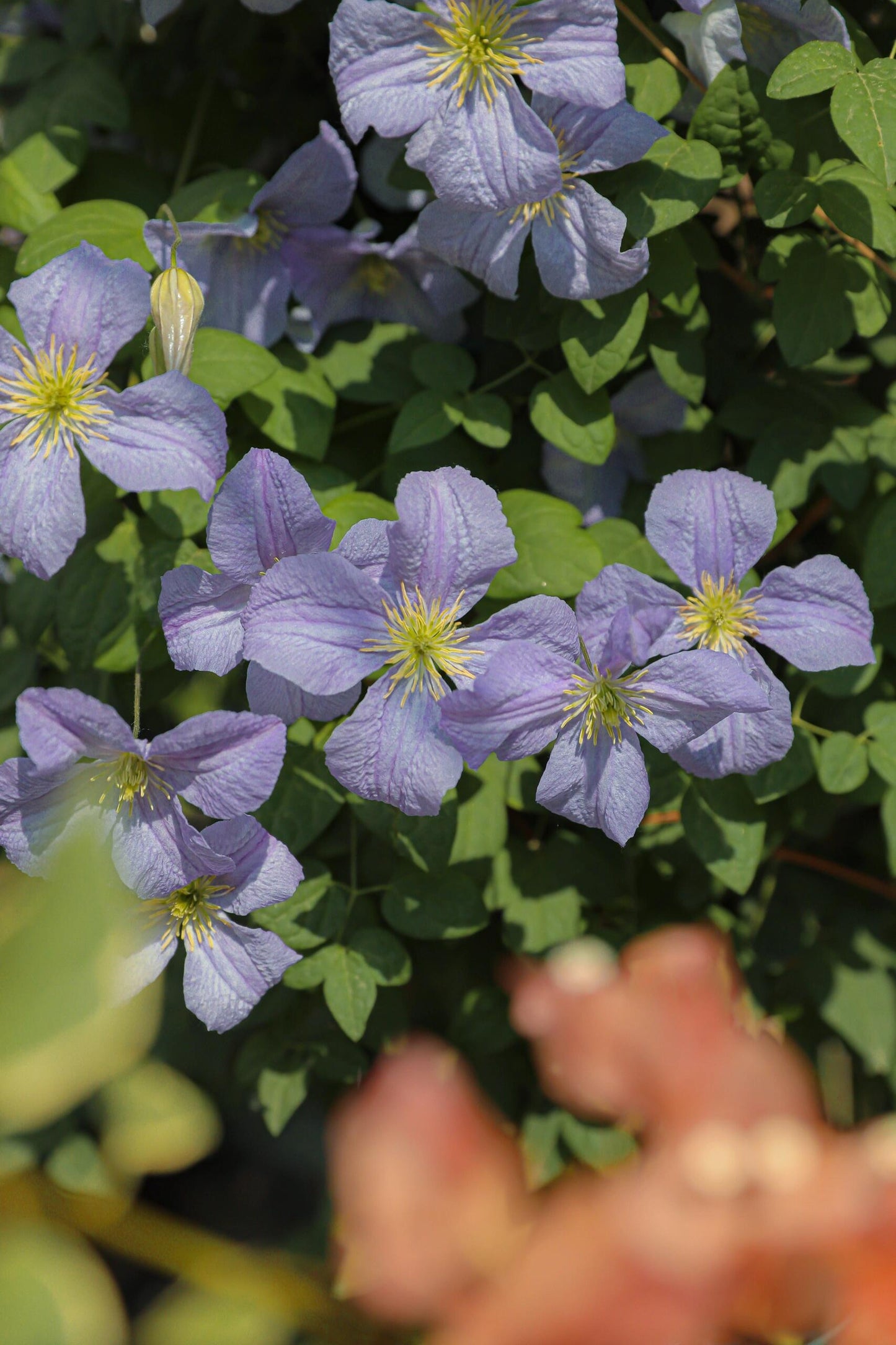 Clematis【 Emilia Plater】- LivePlant|艾米丽花盘|Blue Flower Waterfall