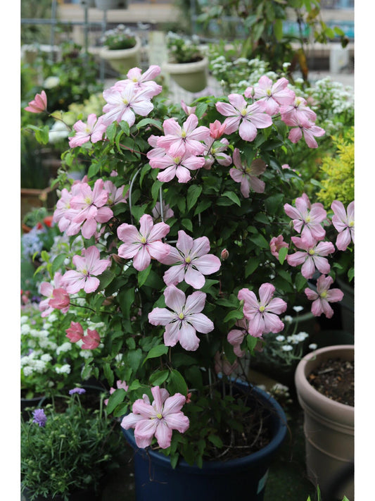 Clematis 【Ai-nor】- LivePlant|Ealy large-flowered |爱诺露