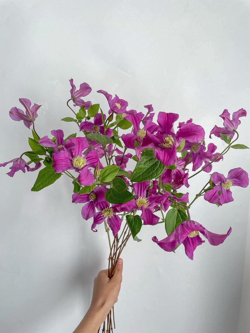 Clematis【Inspiration】-9P LivePlant|灵感|Dutch Cut Flower Clematis