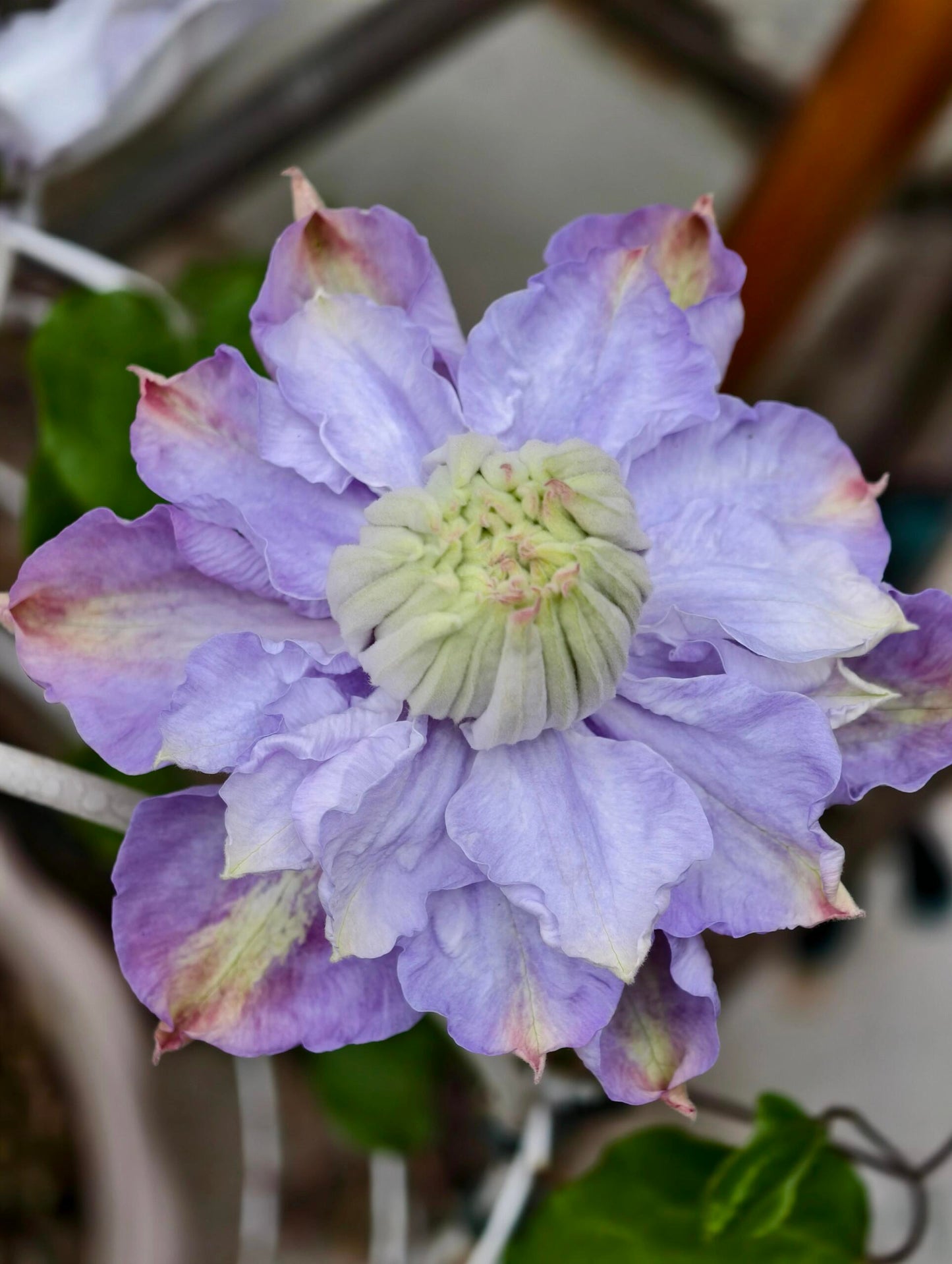 Clematis【Veronica's choice】- LivePlant|维罗妮卡的选择|Fairy Double Clematis|Gradient