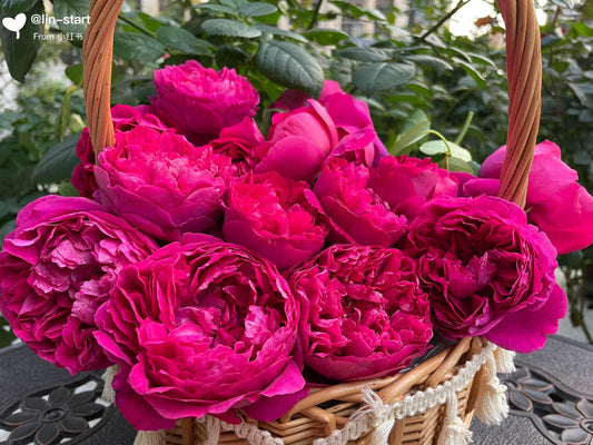 Rose【Ephemeral Grace|Jing Hong|惊鸿】- New Variety-2021|1.5 Gal OwnRoot|Heat Resistant|Large Bloom 12cm+|