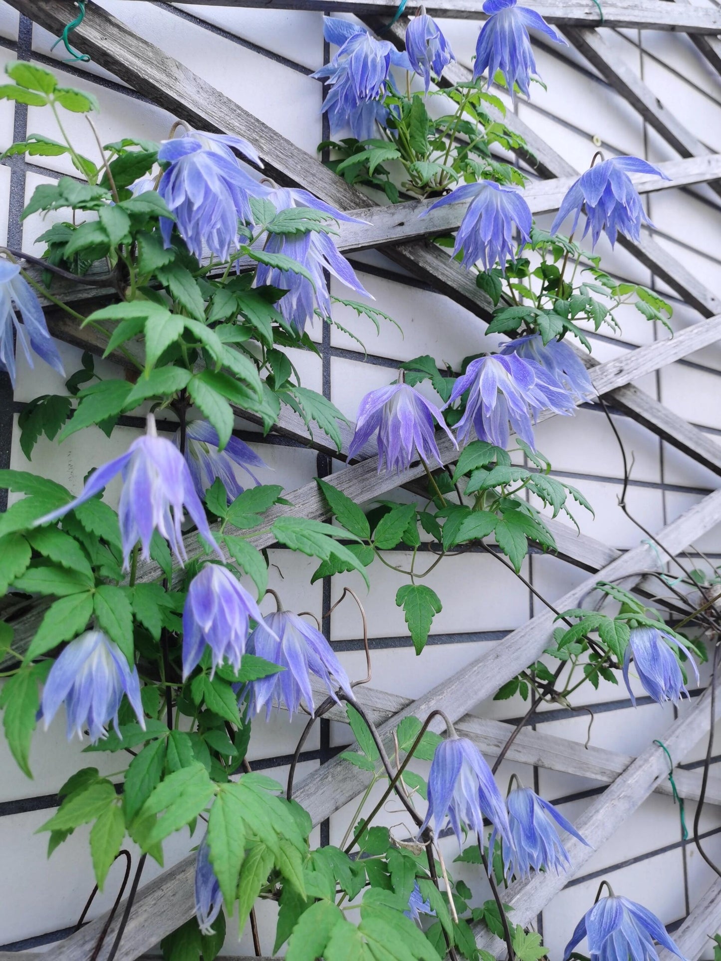 Rare Clematis【Maidwell Hall】- 12P LivePlant|梅德维尔|Fairy Dress|Cold-hardy|