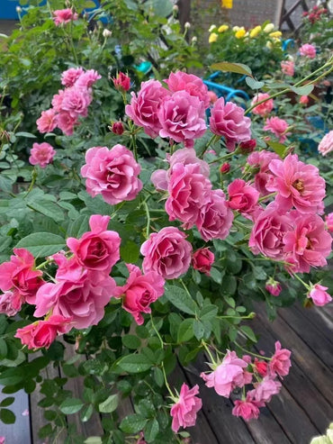 Rosa 【Aoi|あおい】 - OwnRoot LIve Plant | Japanese Rare Floribunda Rose| Vintage| Heat Resistant |葵 | Elegant| Prolific blooming| Easy to Grow