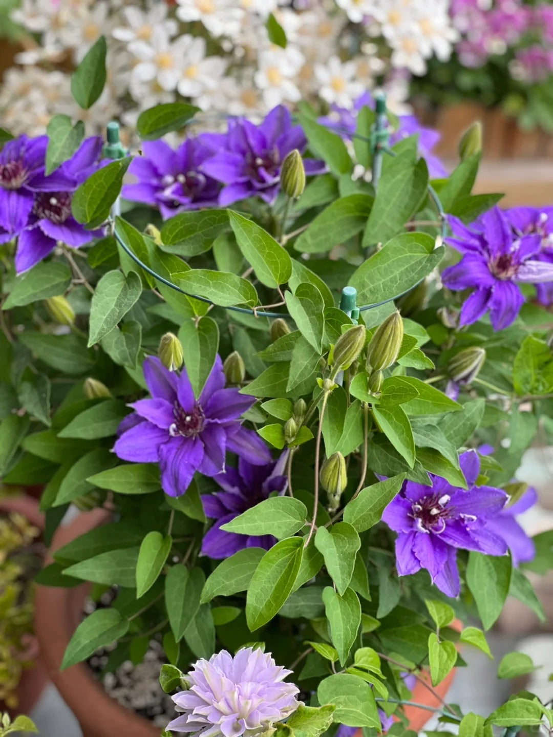Clematis【Parisienne】 巴黎风情