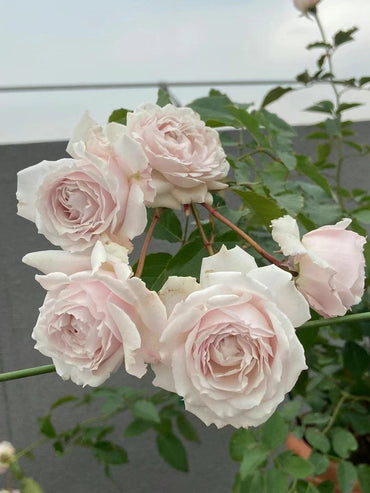 Rose【Creed|クリード】- 1.5 Gal OwnRoot LivePlant |Takunori Kimura 2020 New|信念| Heat Resistant| Redolent| Award-winning|