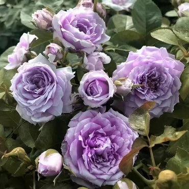 Rosa 【Le Ciel Bleu| ルシエルブルー】 -OwnRoot| Strong Adaptability| Repid Glowth| Damask| 蓝色天空| Rain-Resistant| Cold Resistant| Bloom Repeatedly| 天空