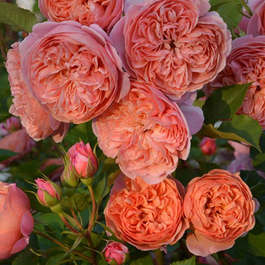 Rose【Silk Road|シルクロード】- Japanese New Variety 2022|丝绸之路 | Takunori Kimura|Small Climbing & Shrubs| Excellent Resistance| Redolent