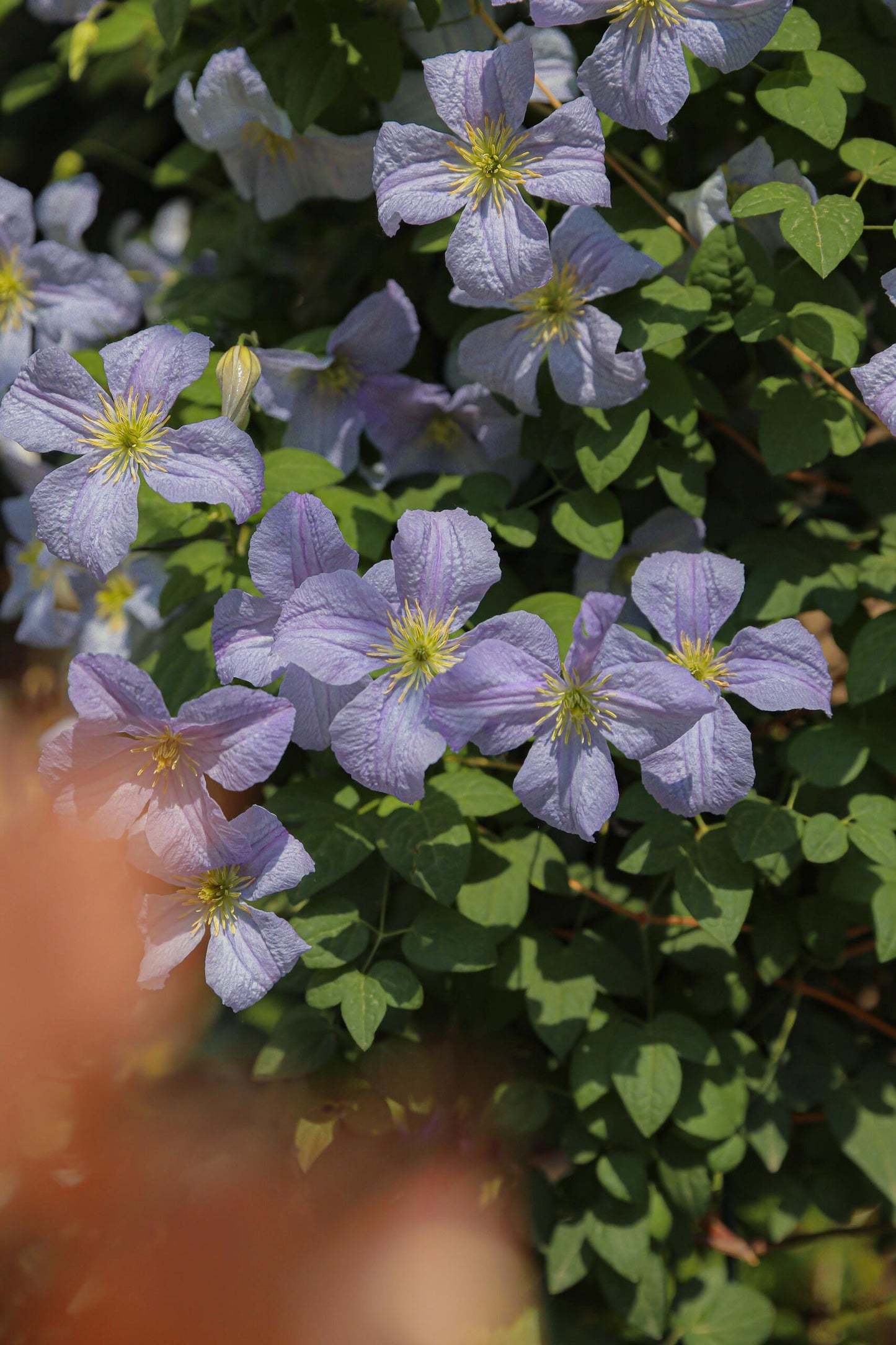 Clematis【 Emilia Plater】- LivePlant|艾米丽花盘|Blue Flower Waterfall
