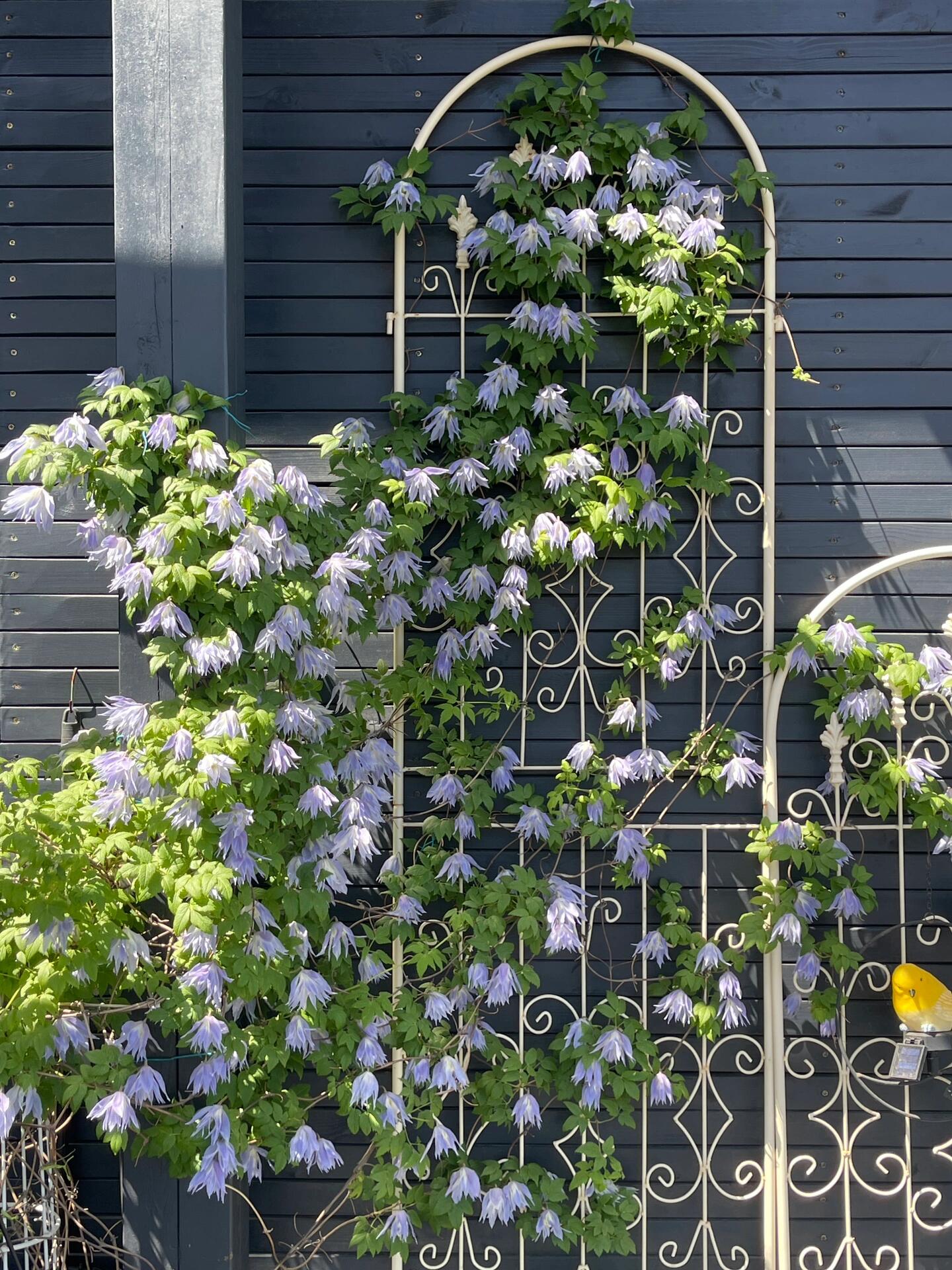 Rare Clematis【Maidwell Hall】- 12P LivePlant|梅德维尔|Fairy Dress|Cold-hardy|