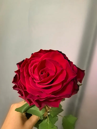 Rose【Rhodos】-OwnRoot LivePlant |Love|罗德斯| Extended Vase Life| Less Thorns| One of the most Long-Lasting Velvet Red Rose| Cut Flower
