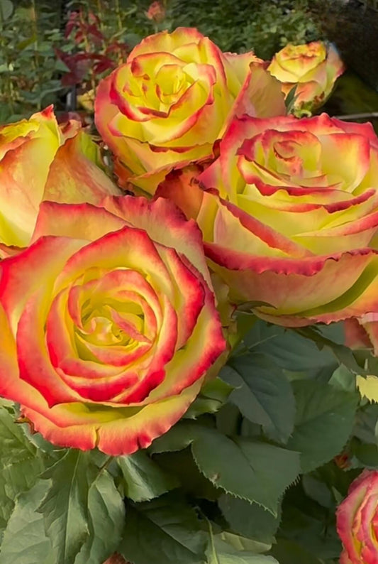 Rose【Green Apple|グリーンアップル| 青苹果】- OwnRoot LivePlant|New Variety Florists Rose| Large Flower| Extended vase life| Vivid Colors| Gradient
