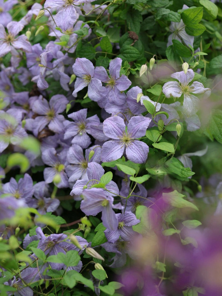 Clematis【 Emilia Plater】- LivePlant|艾米丽花盘|Blue Flower Waterfall