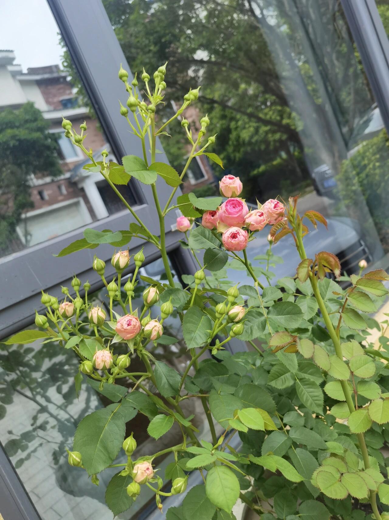 Prolific Rose【Super Sensation】- 2 Gal OwnRoot LivePlant|粉多头/ 超感|Cute Pink Blossom Thicket