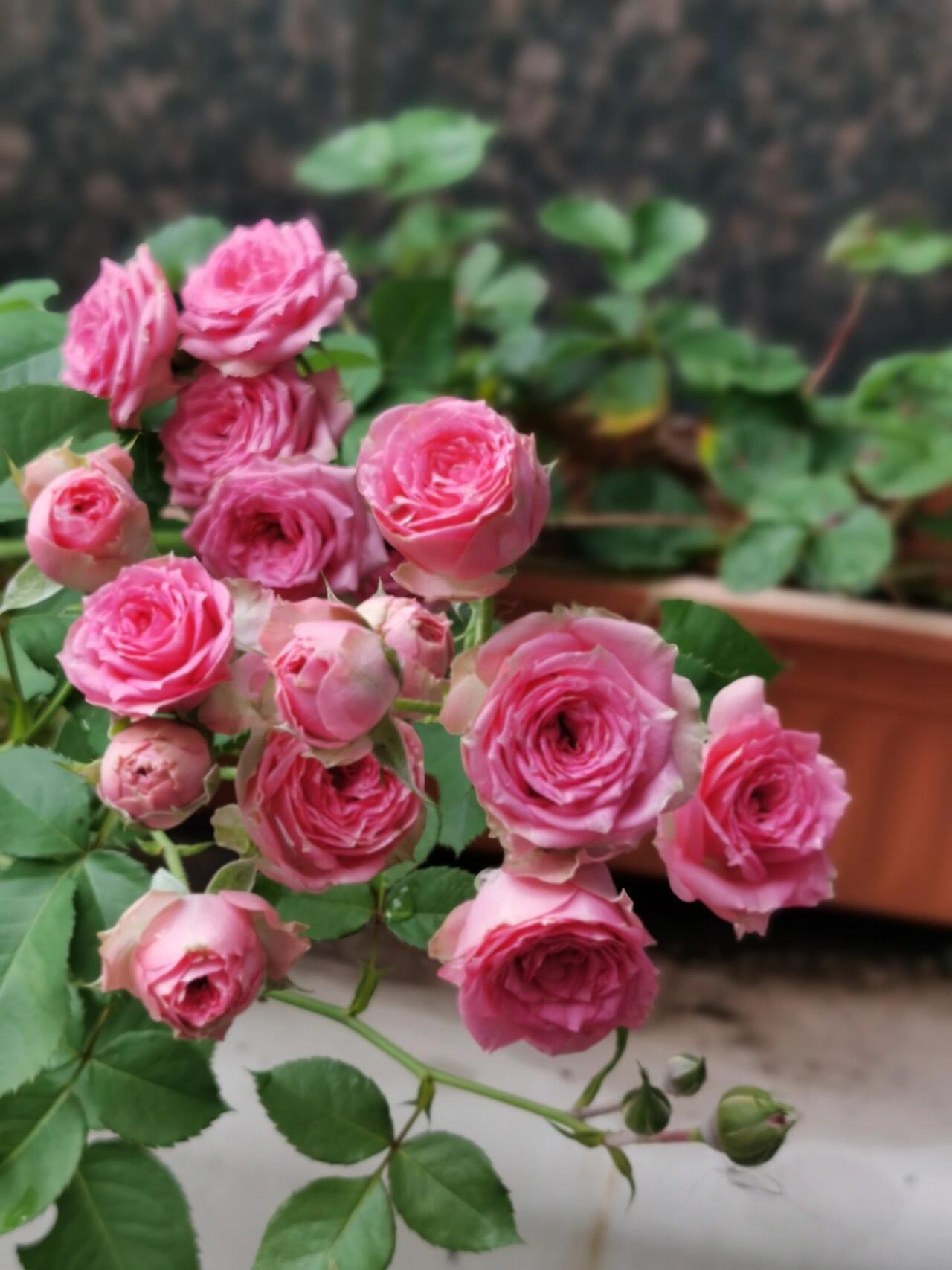 Prolific Rose【Super Sensation】- 2 Gal OwnRoot LivePlant|粉多头/ 超感|Cute Pink Blossom Thicket