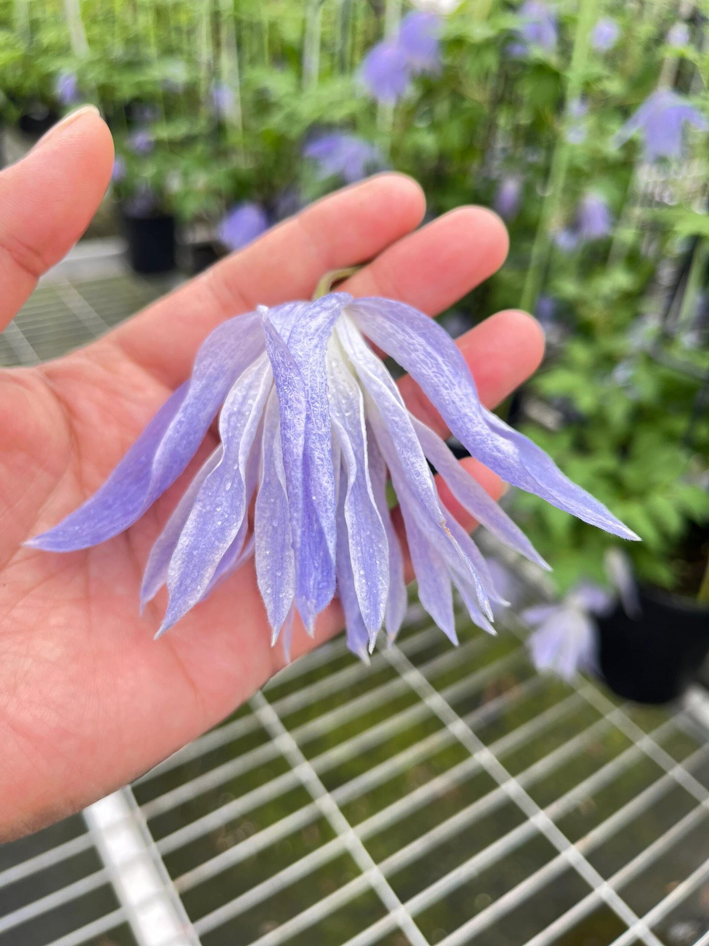 Rare Clematis【Maidwell Hall】- 12P LivePlant|梅德维尔|Fairy Dress|Cold-hardy|