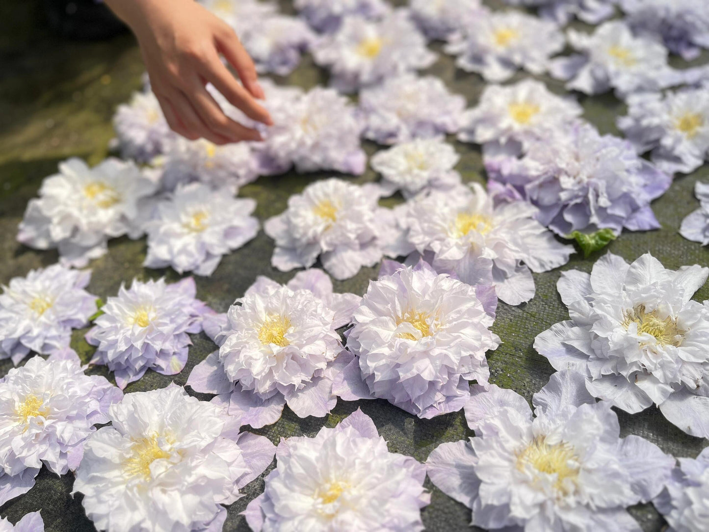 Clematis【Veronica's choice】- LivePlant|维罗妮卡的选择|Fairy Double Clematis|Gradient