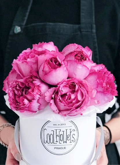 Rosa 【Yves Piaget|イヴピアッチェ】 - 2Gal OwnRoot LivePlants| Redolent| Peony Bloom| Ruffle lace| Less Thorns | Classic Yves |伊芙伯爵| Retro Fuchsia