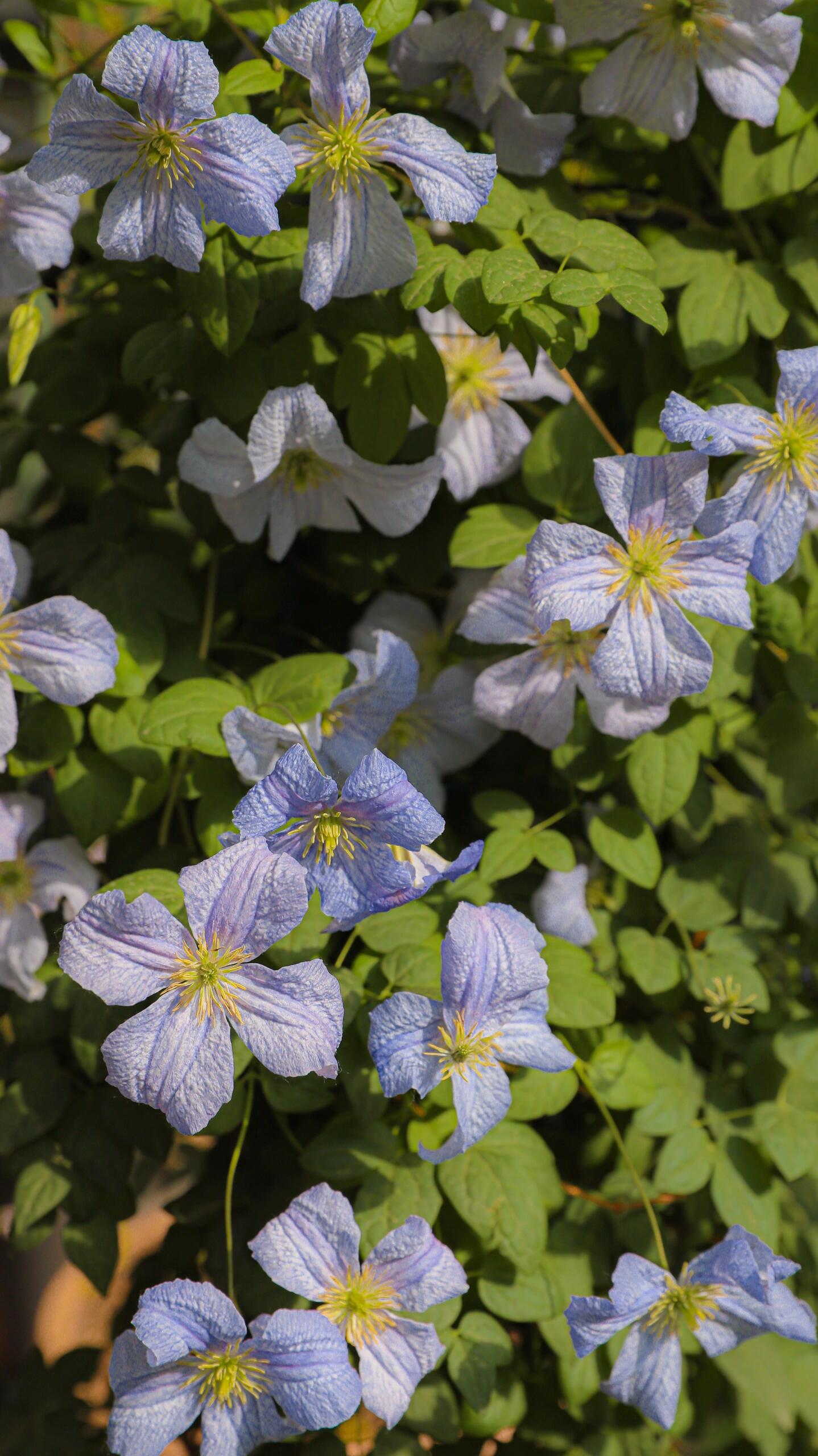 Clematis【 Emilia Plater】- LivePlant|艾米丽花盘|Blue Flower Waterfall
