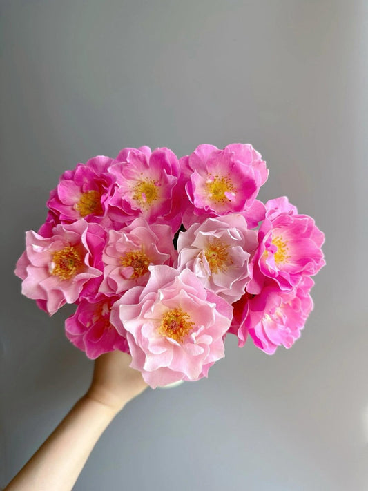 Yves Rose【Kazetatsunu|かぜたちぬ】- 伊芙起风了|Yves Piaget| Released in 2018| Flower changes every day| Large Bloom| Strong Growth