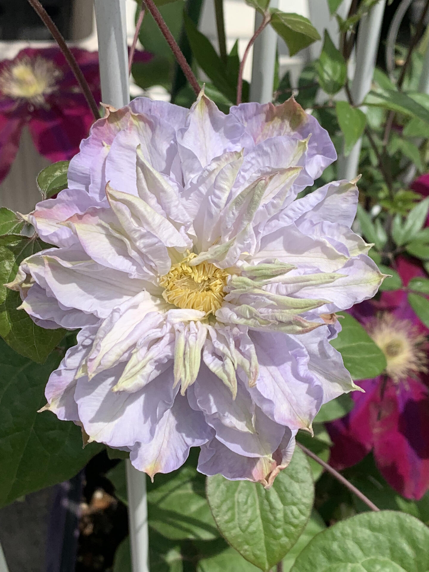 Clematis【Veronica's choice】- LivePlant|维罗妮卡的选择|Fairy Double Clematis|Gradient