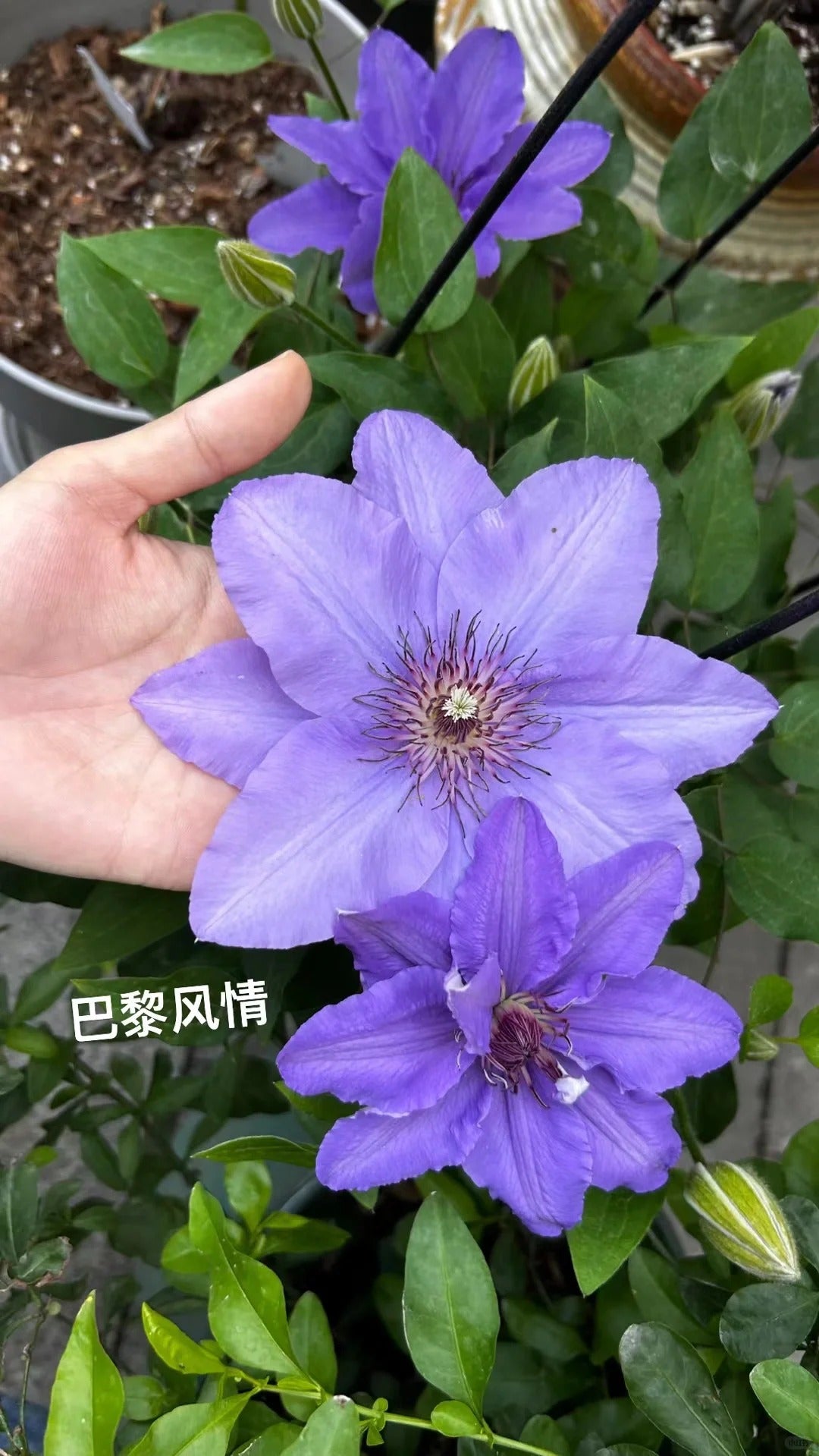 Clematis【Parisienne】 巴黎风情