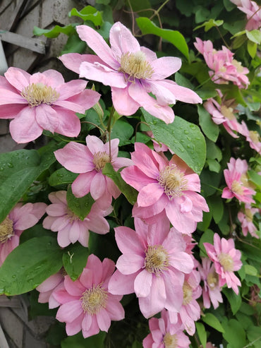 Clematis 【Little Mermaid】- 9P LivePlant| 小美人鱼