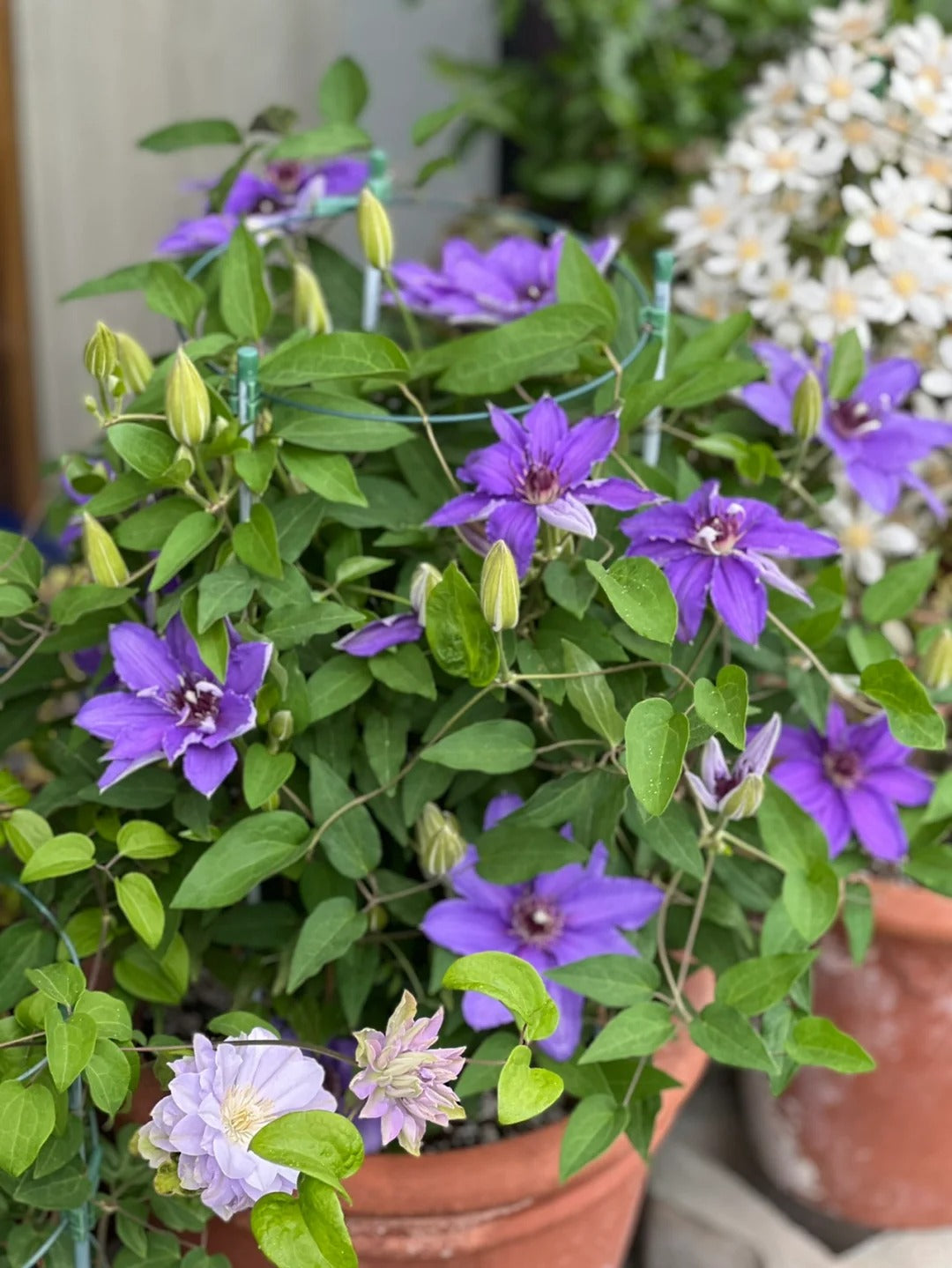 Clematis【Parisienne】 巴黎风情