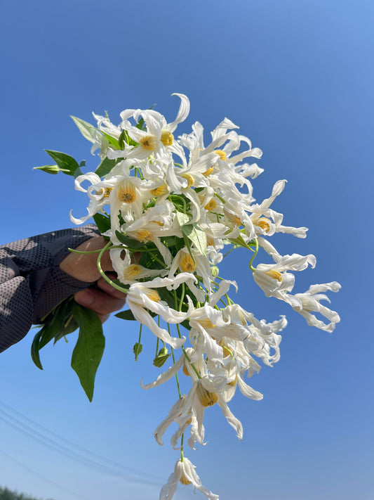 Jasmine Clematis【Hakuree】-Live Plant|哈库里|Bellflowers| Fragrant| Container-Friendly| Upright & Bushy| Decorative| Star| Clematis integrifolia