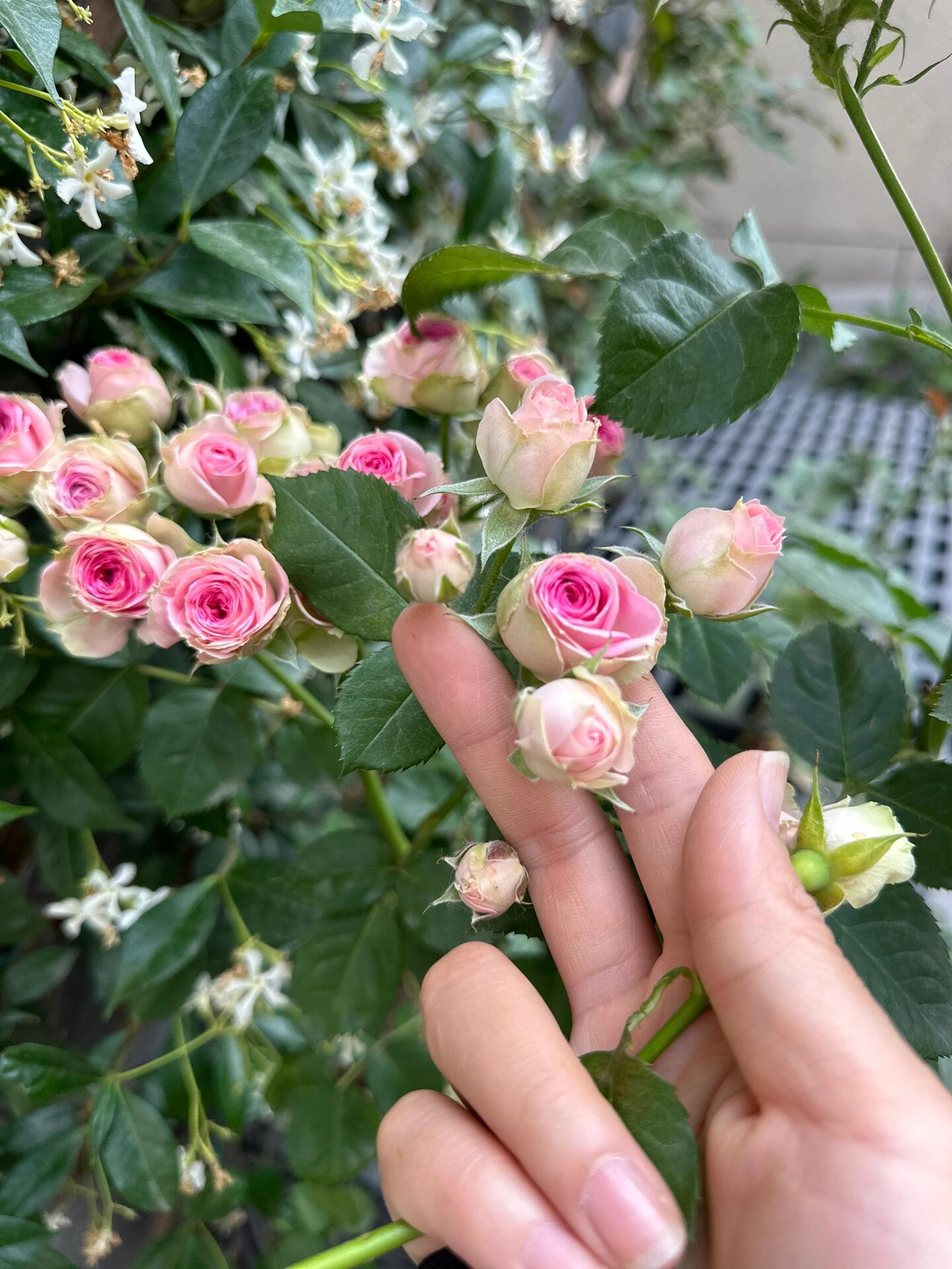 Prolific Rose【Super Sensation】- 2 Gal OwnRoot LivePlant|粉多头/ 超感|Cute Pink Blossom Thicket