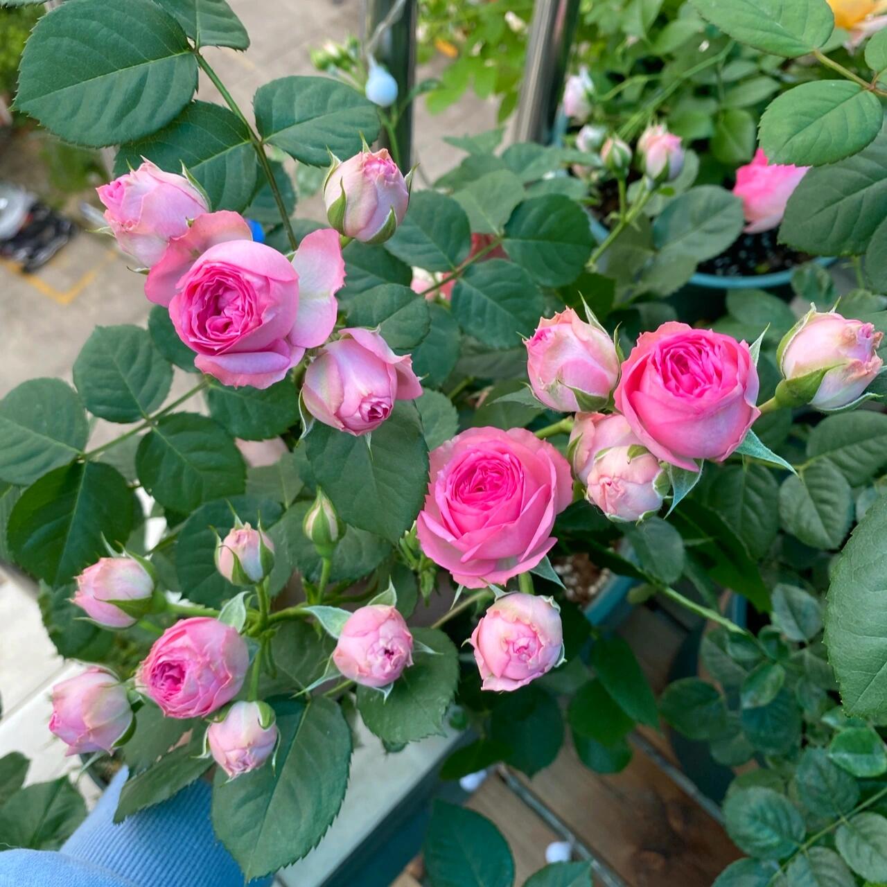 Prolific Rose【Super Sensation】- 2 Gal OwnRoot LivePlant|粉多头/ 超感|Cute Pink Blossom Thicket