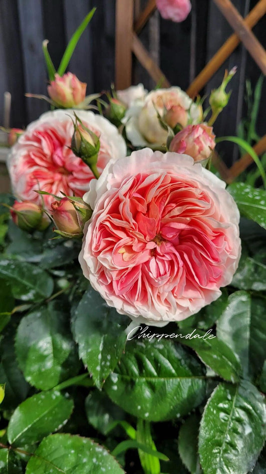 Rose【Music Hall】- 1.5Gal OwnRoot LivePlant|音乐厅| Ali Man| 齐彭代尔| 康沃尔公爵夫人| Floribunda Rose| Redolent| Inspired by Chippendale