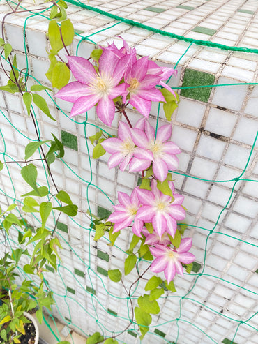 Rare Clematis【八つ橋|Yatsuhashi】-9p LivePlant |八桥|Early-flowering large blooms| Gradient Petal| Kawaii Vine from Japan| Sweet & Unique