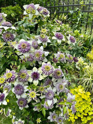 Rare Clematis 【New Viennetta 】- 9PLive Plant| - Double-flowered | 千层雪| 新幻紫| Florida Group| Large Flower