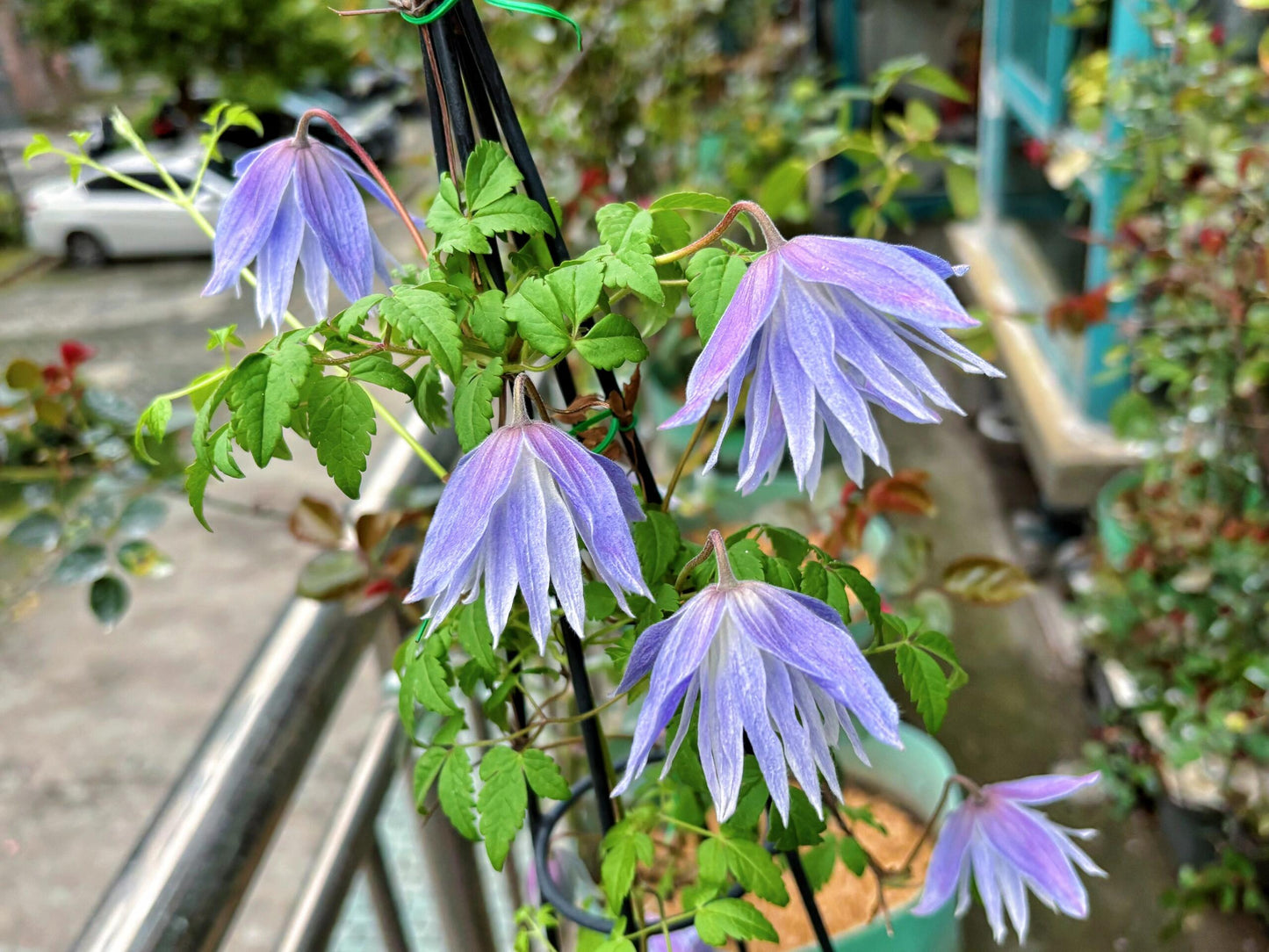 Rare Clematis【Maidwell Hall】- 12P LivePlant|梅德维尔|Fairy Dress|Cold-hardy|