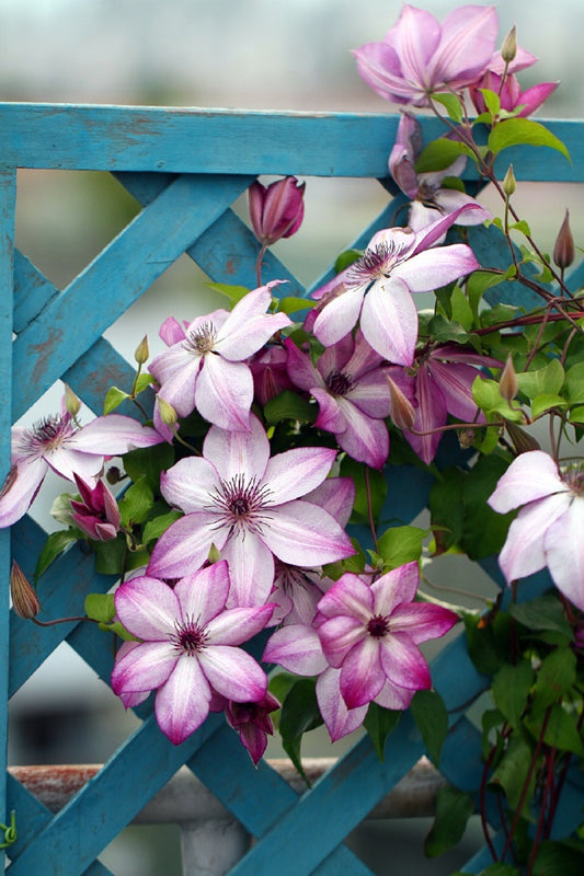 Clematis【Fond Memories】- LivePlant|美好回忆