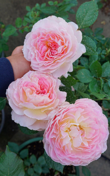 Rose【Malines|マリーヌ】- 1.5 OwnRoot LivePlant|梅克林花边|河本纯子 2018|