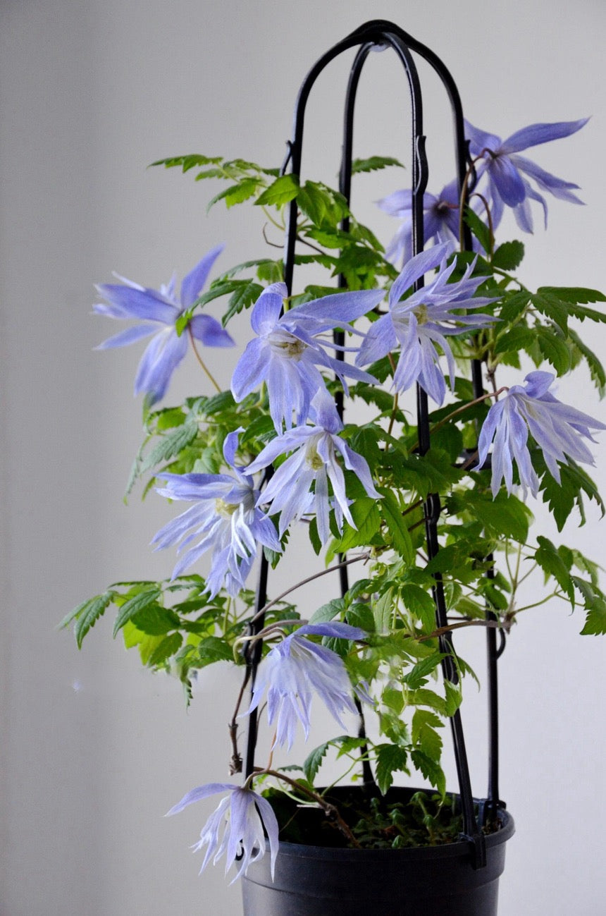 Rare Clematis【Maidwell Hall】- 12P LivePlant|梅德维尔|Fairy Dress|Cold-hardy|
