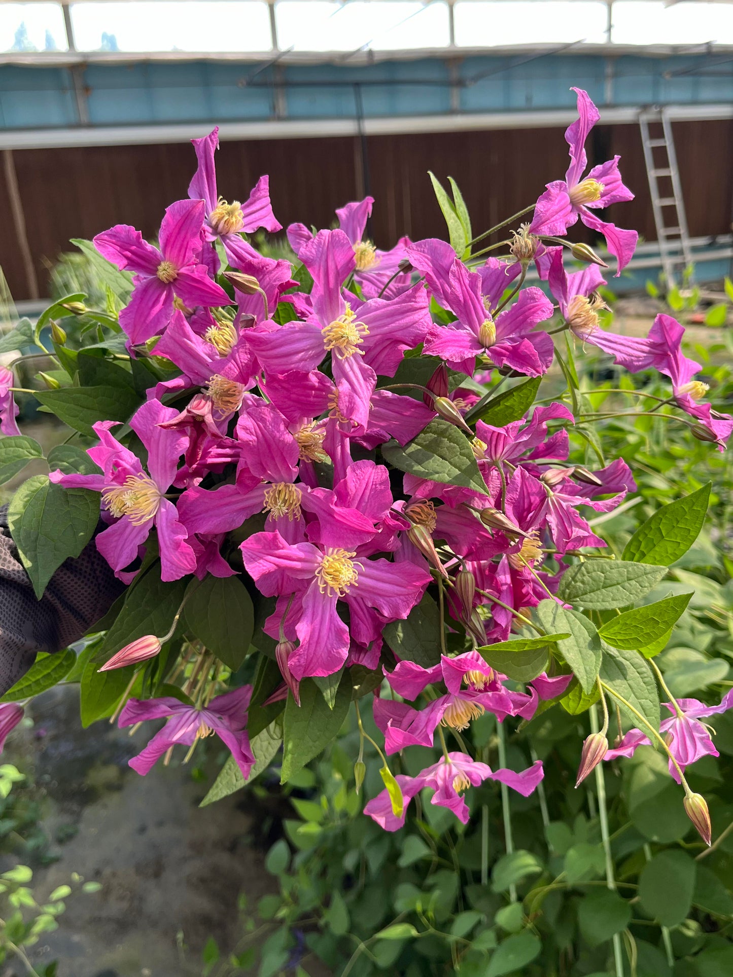 Clematis【Inspiration】-9P LivePlant|灵感|Dutch Cut Flower Clematis